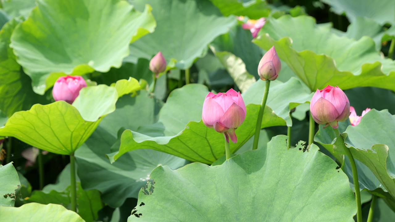 荷花 65