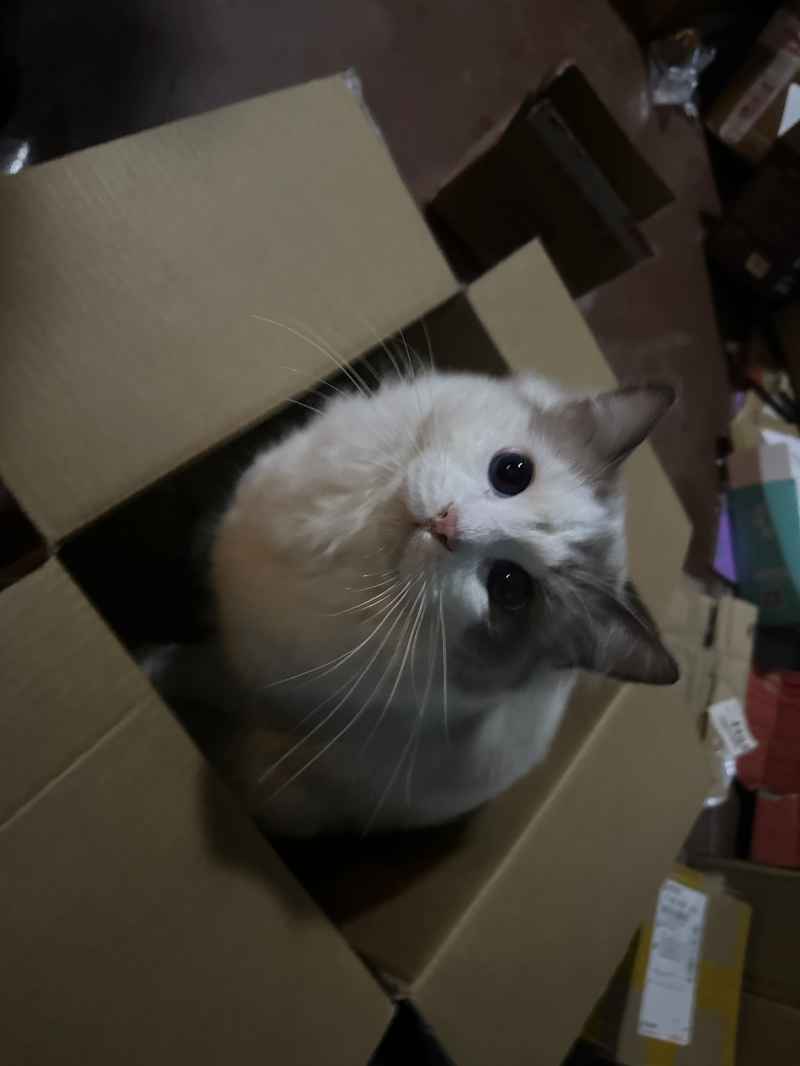 可爱的猫猫，谁能抗拒呢 11
