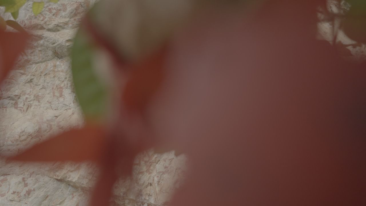 岩画 36