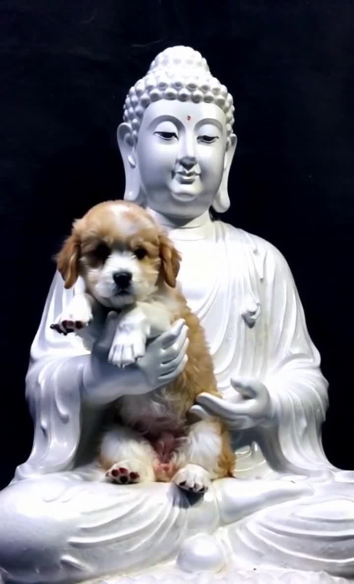 庄严佛像怀抱可爱小狗，反差萌带来温暖