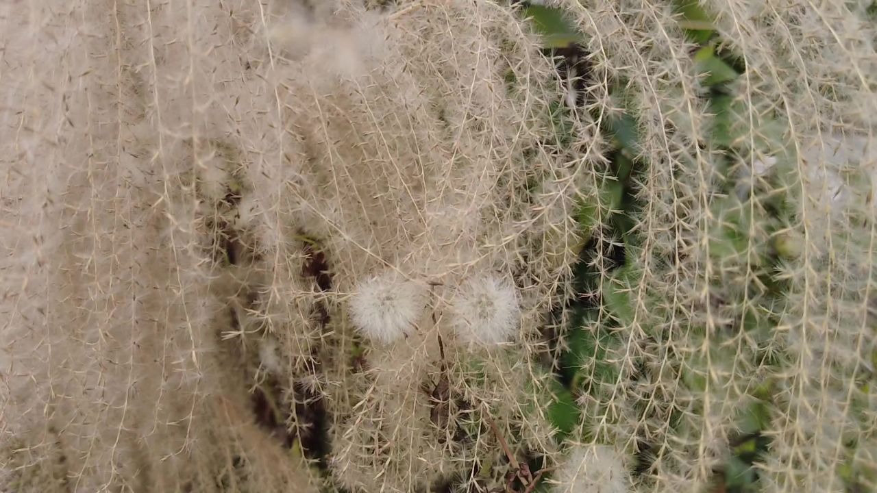 枯萎芦苇植物实拍 