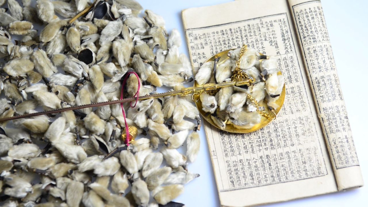 中药材辛夷 22