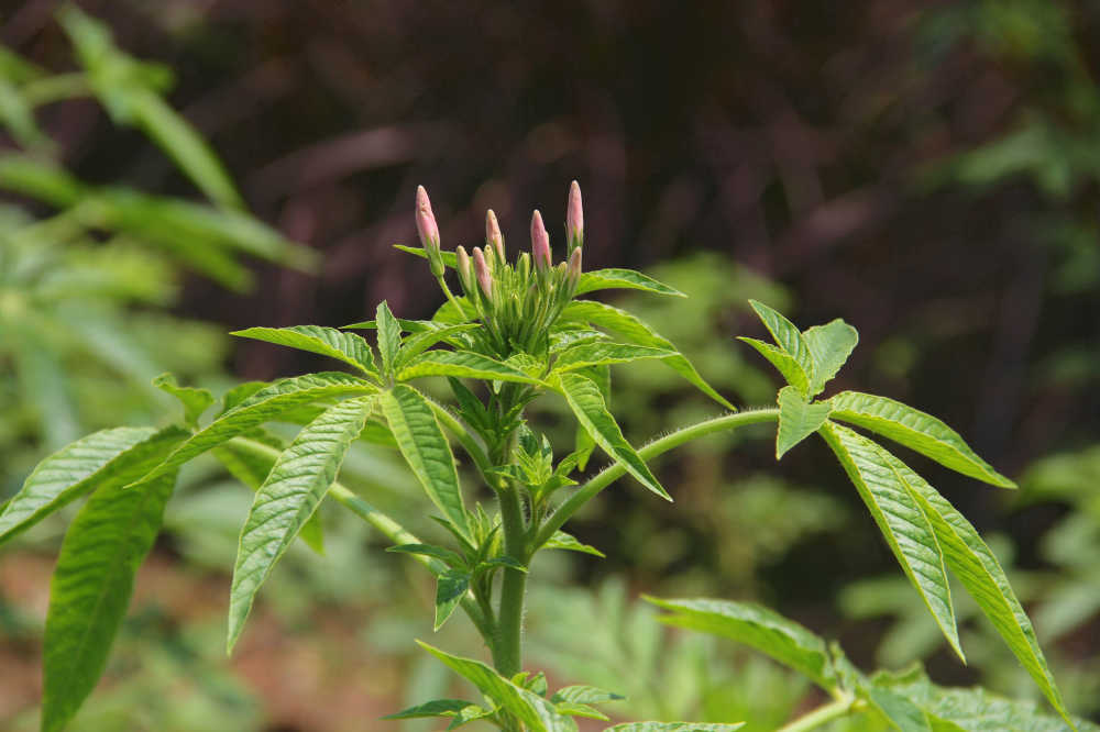 含苞未放的醉蝶花