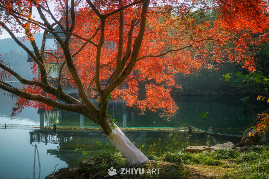 枫是冬日的序章