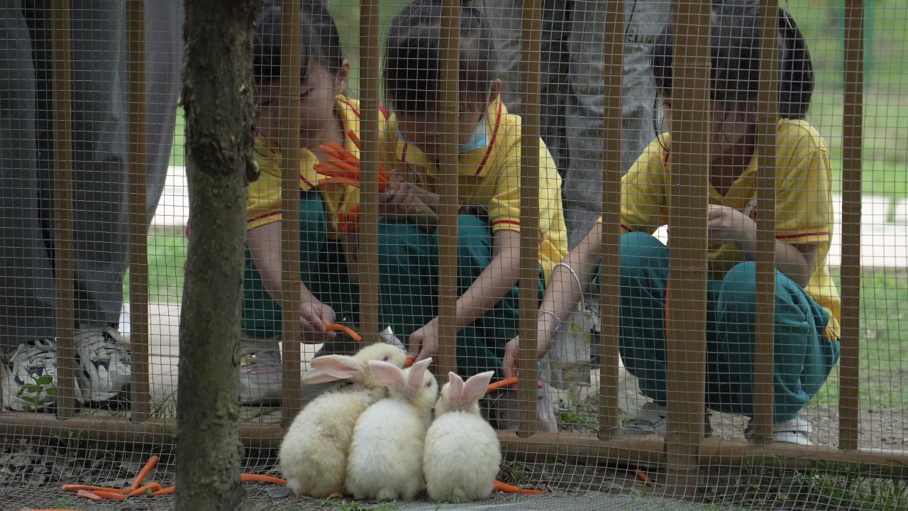 动物园-小朋友喂兔子