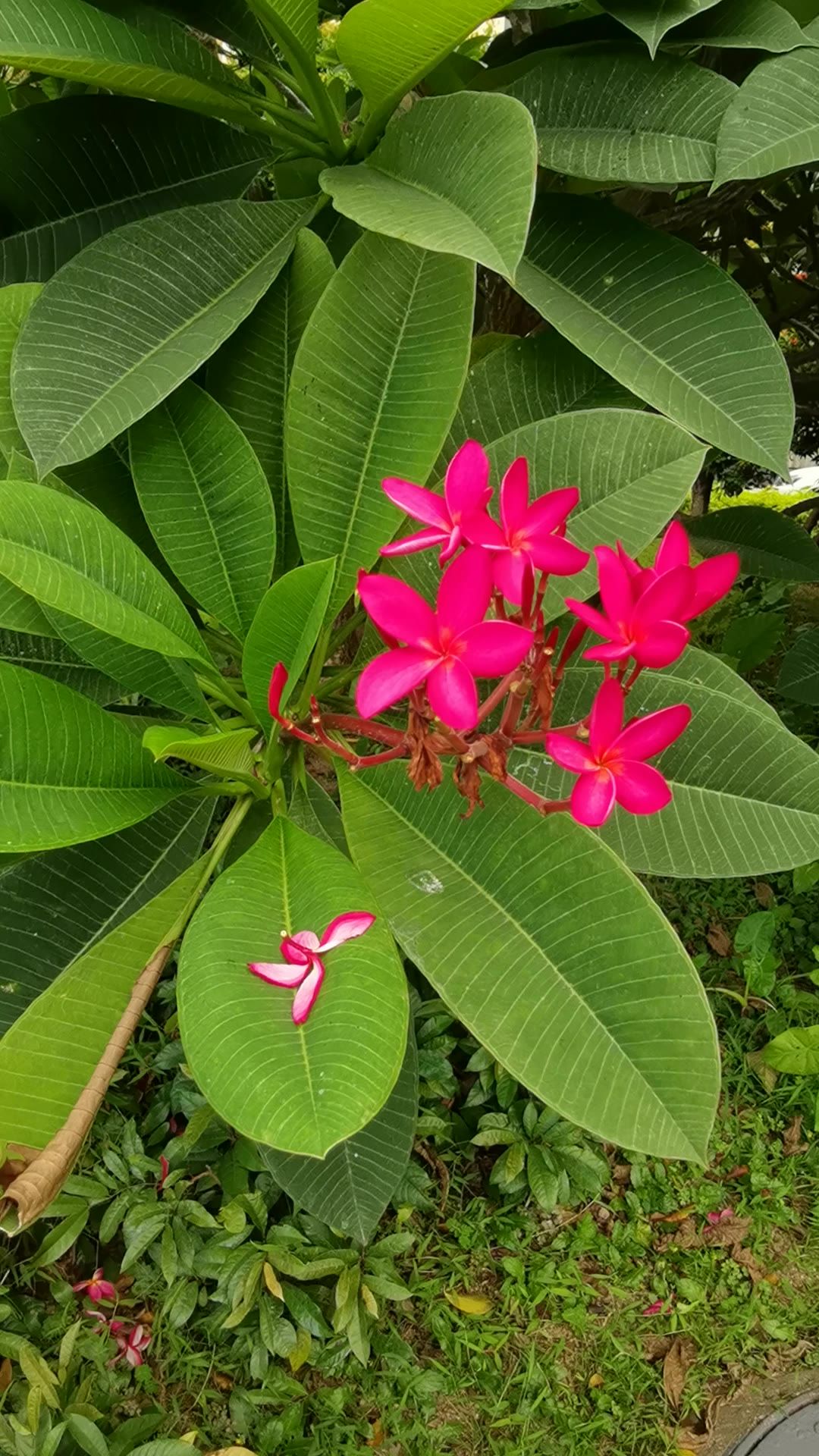 阳光下的花