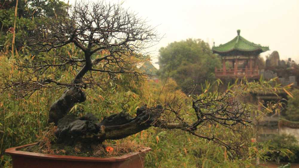 盆景