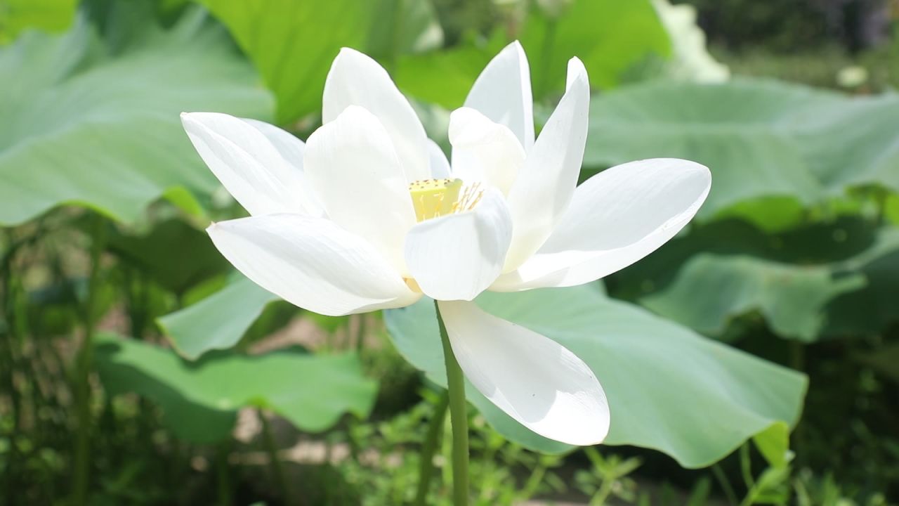 夏日莲花