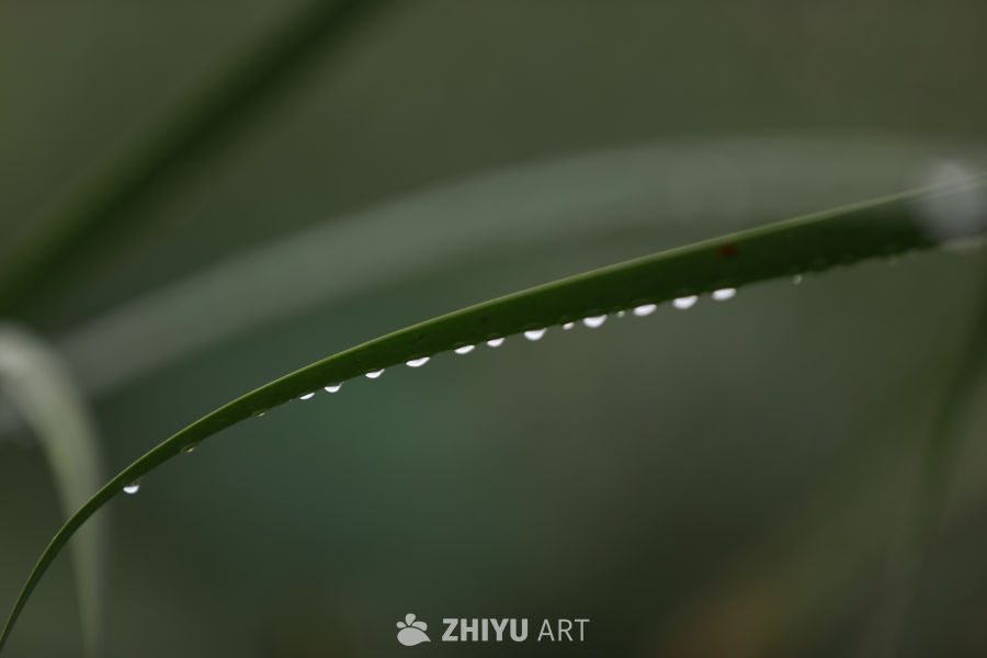 晨露静谧