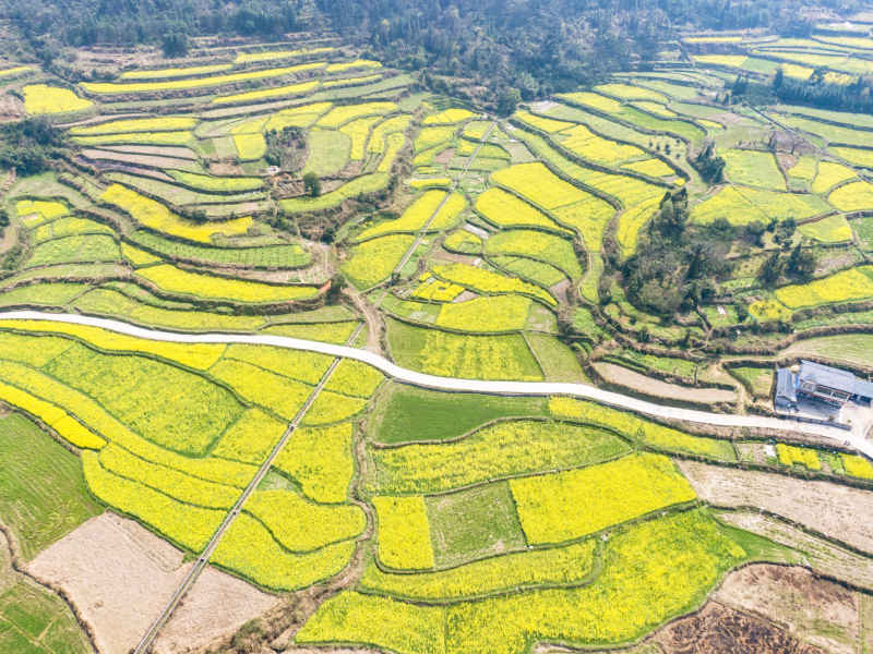 美丽乡村金黄油菜花盛开航拍摄影图 