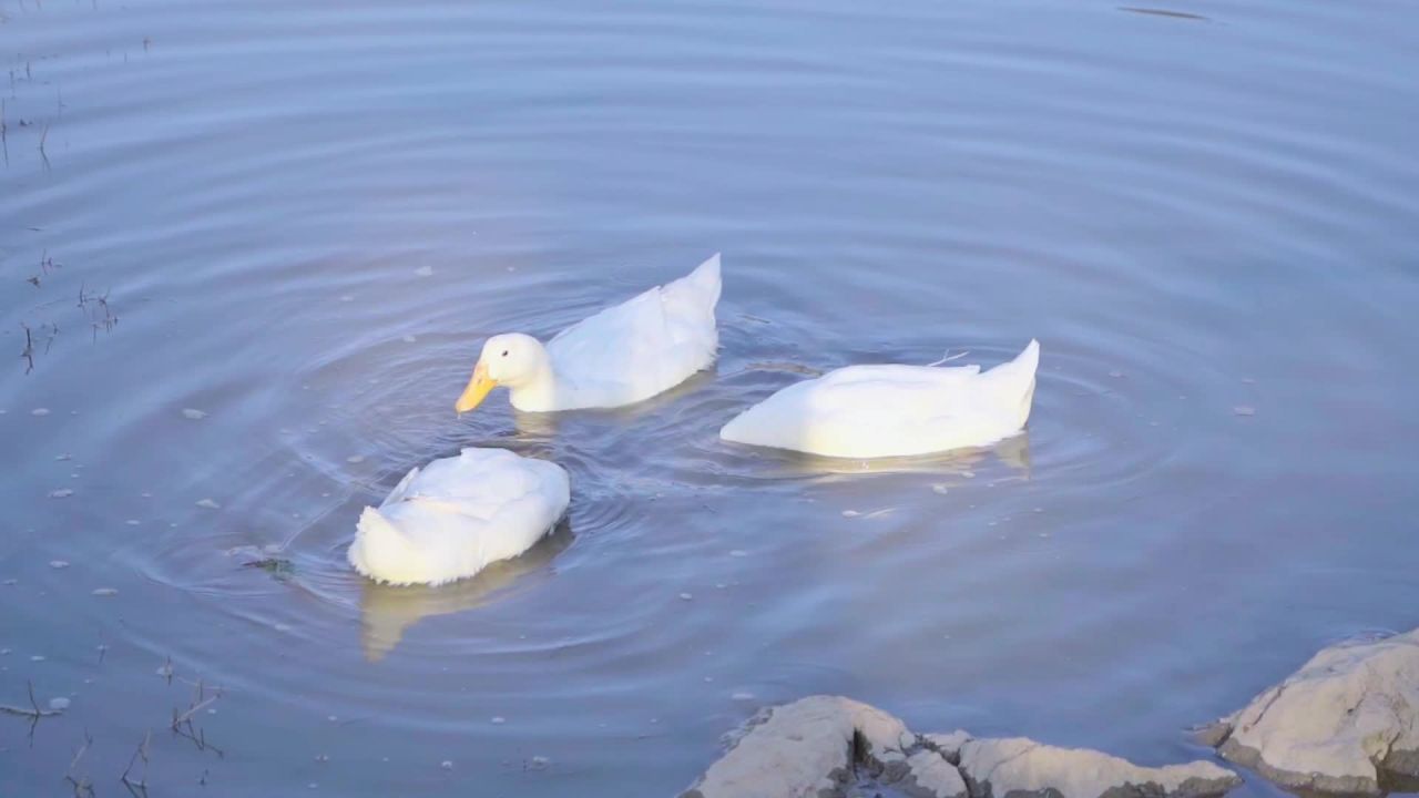 湖畔白鸭悠游