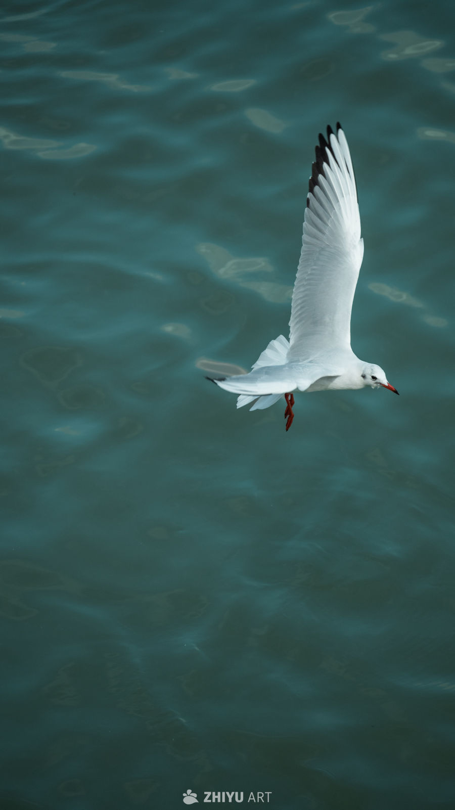 海鸥掠过碧波水面