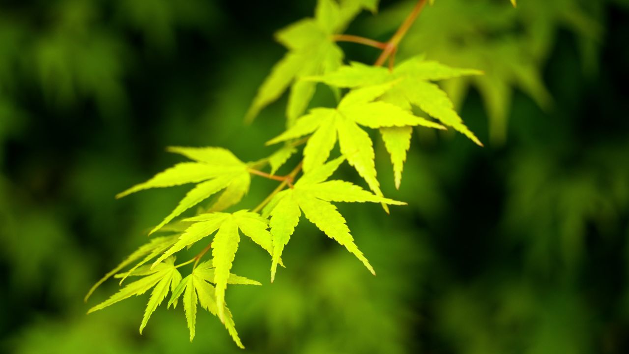 植物树木春天夏天绿油油生机盎然