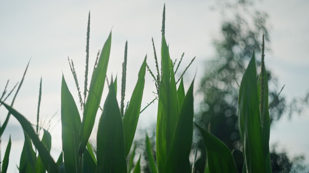 立秋时节授粉期的玉米升格视频 10