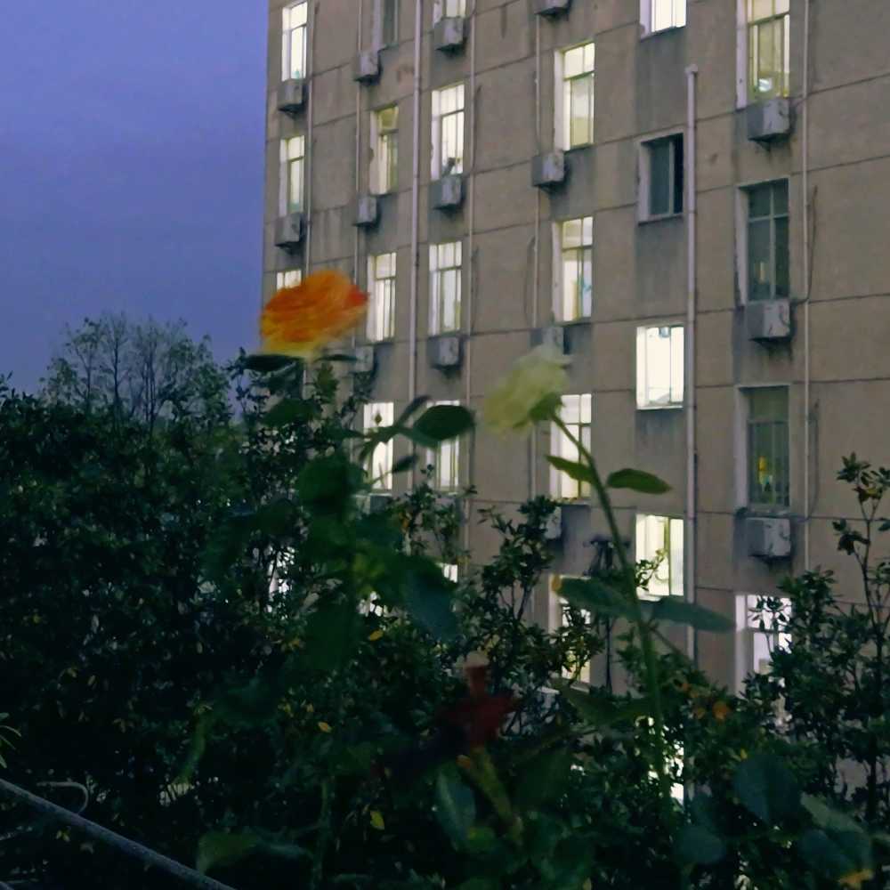 晚风中向上生长的月季