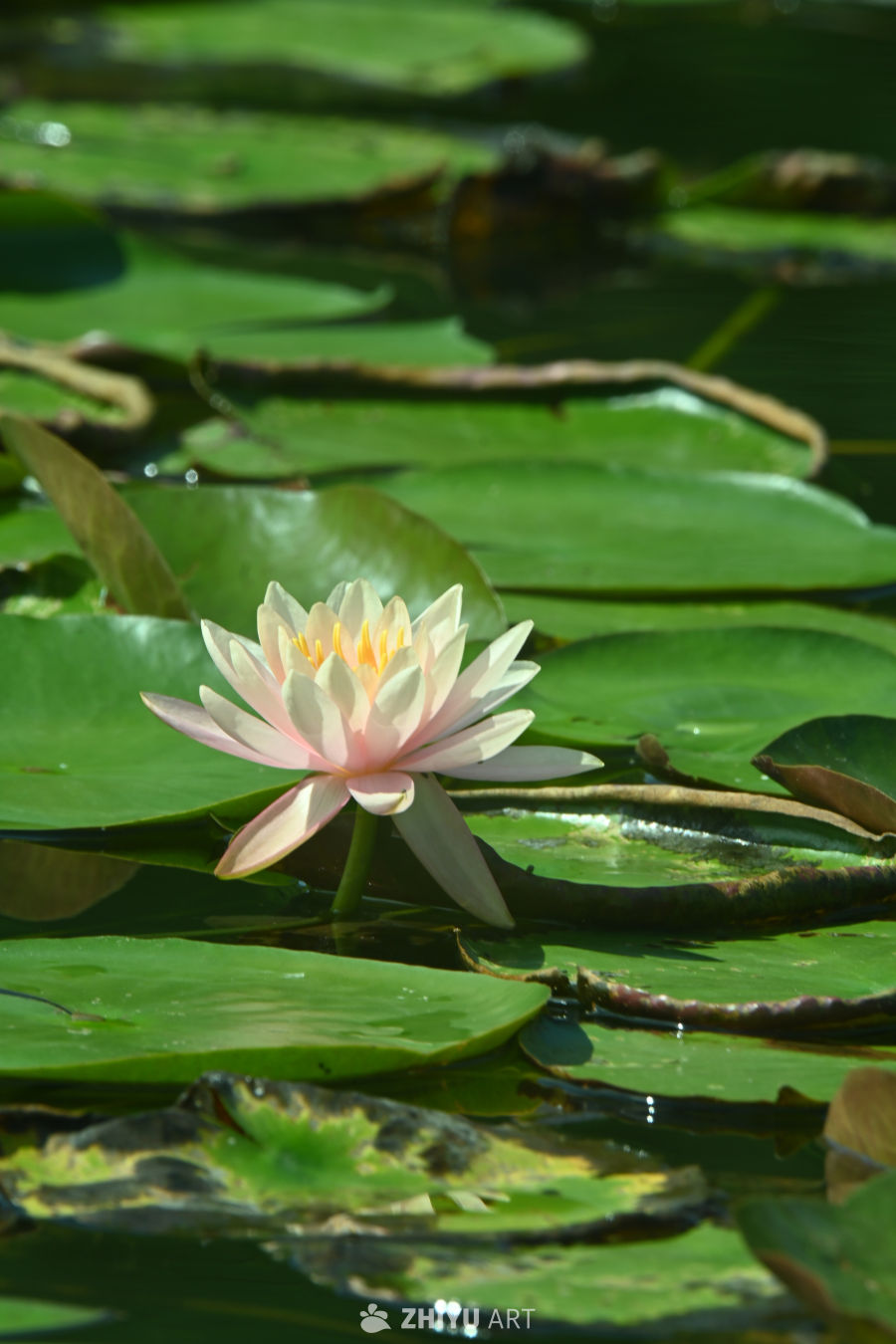 荷花🪷