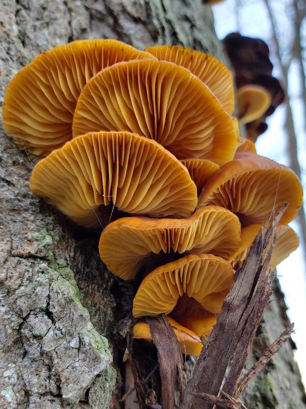 蘑菇树真菌食用
