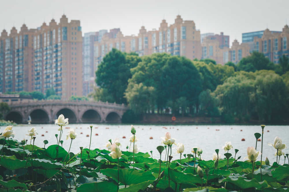 夏荷