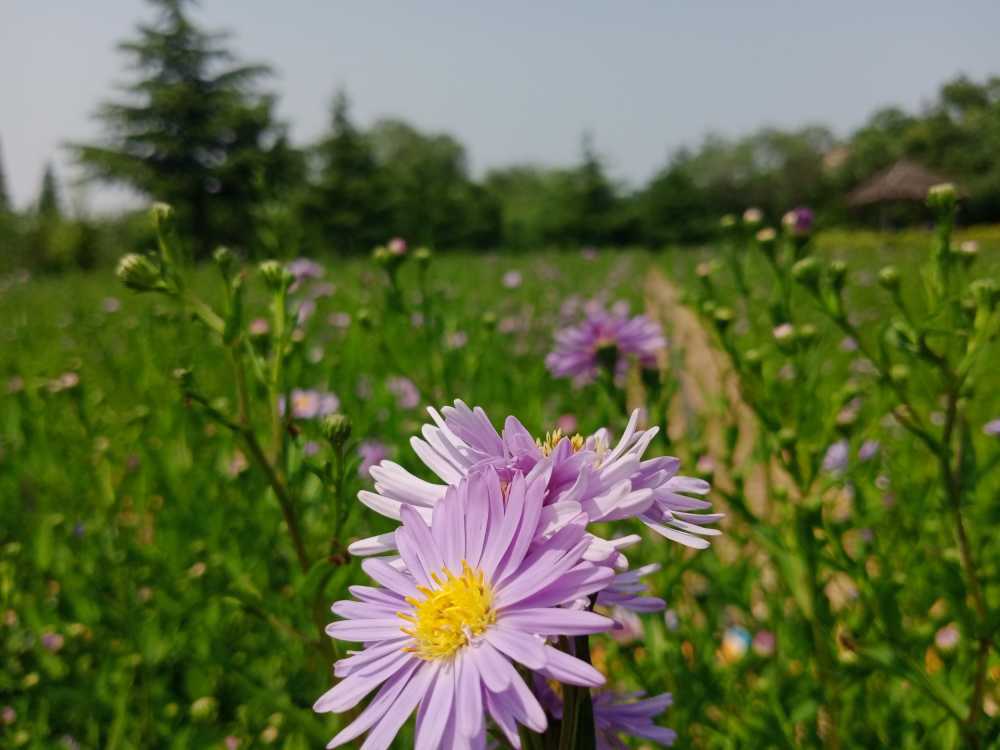 紫花