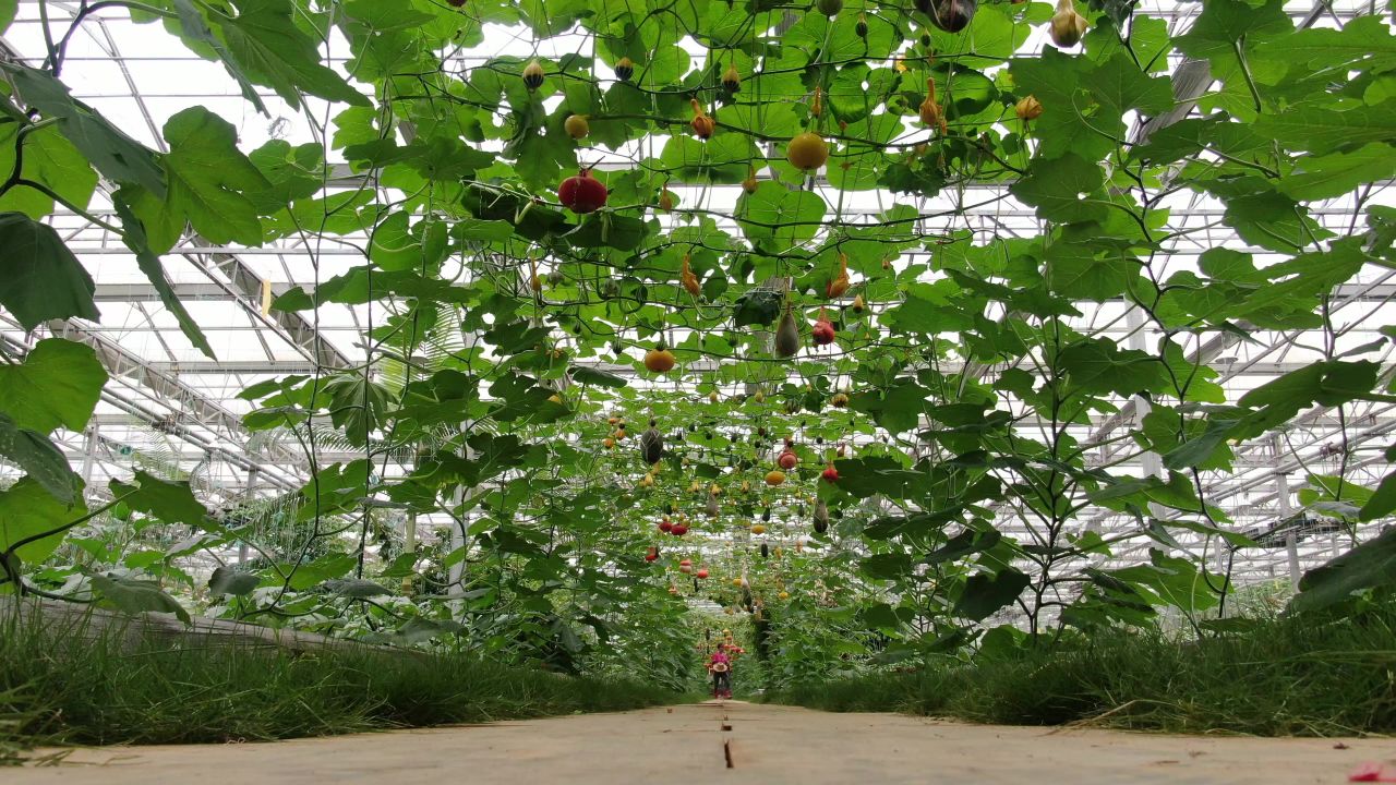 农业种植大棚有机蔬菜