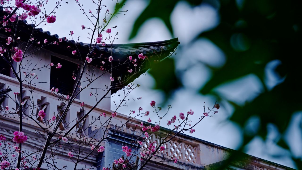 春天的樱花实拍视频