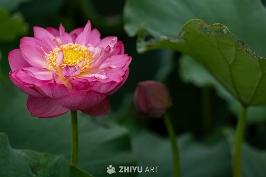 荷花 74