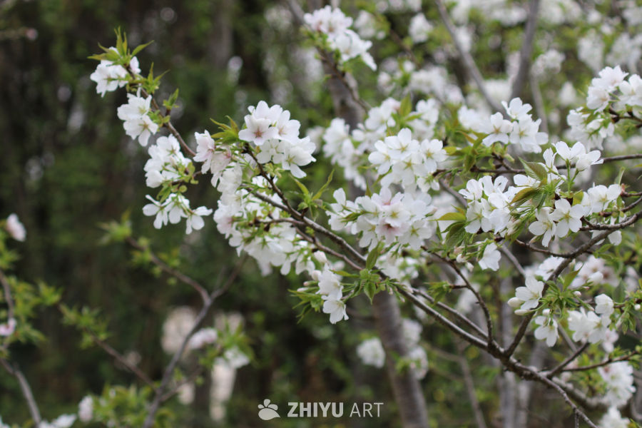 春风中的樱花盛开