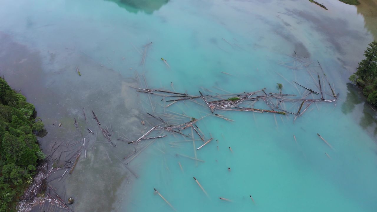 航拍西藏林芝新措湖水中的倒木