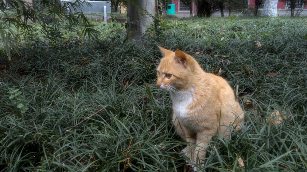 蹲坐在草丛的小橘猫