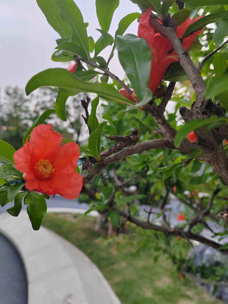 石榴花
