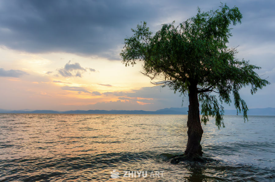 夕阳下的孤树与湖景