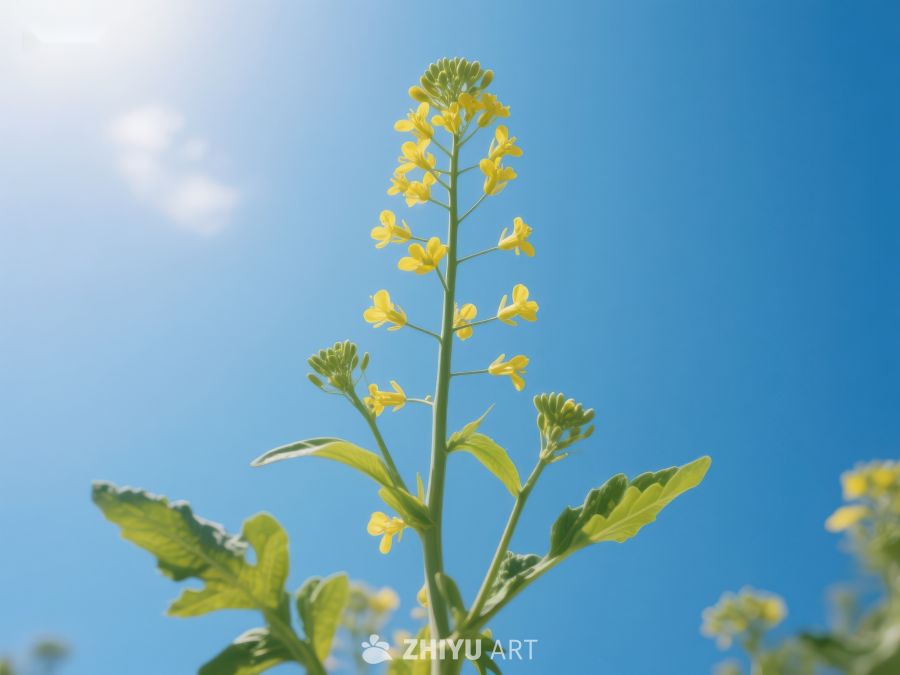 蓝天下的黄色油菜花 149