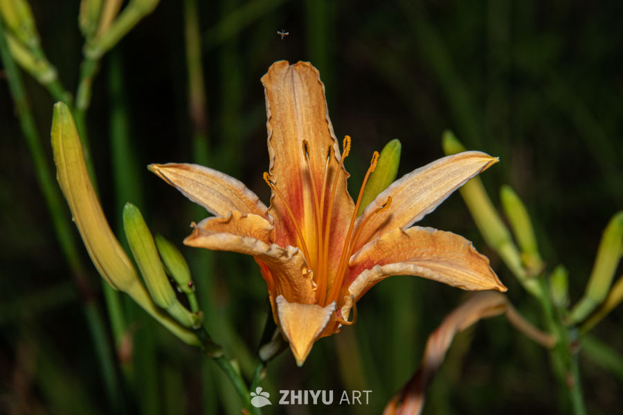 中药材与药材花 75