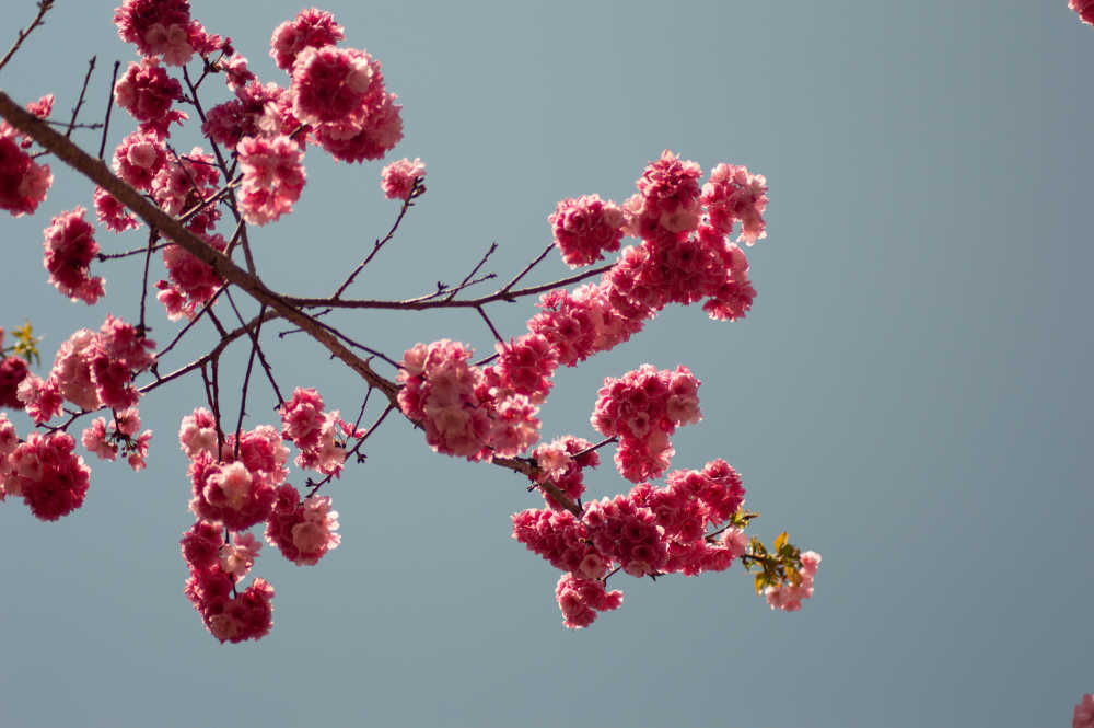 樱花