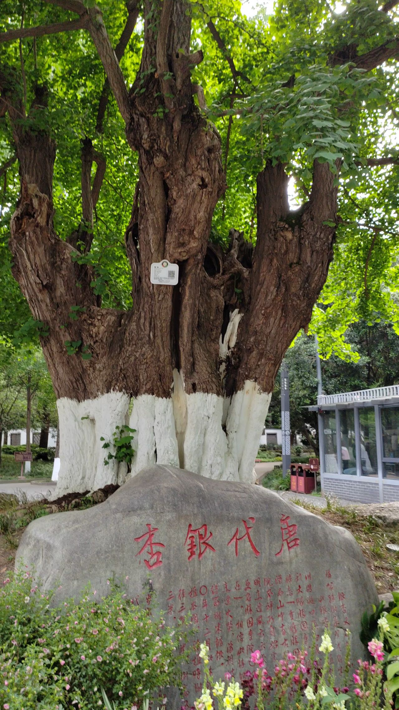 唐代银杏树