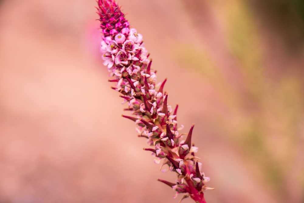 高原花草