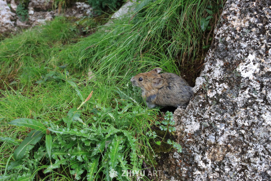 山间小鼠与绿草