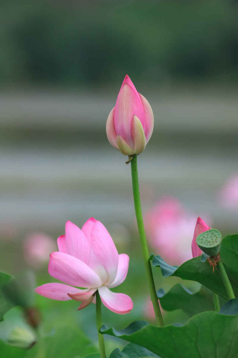 荷花 27