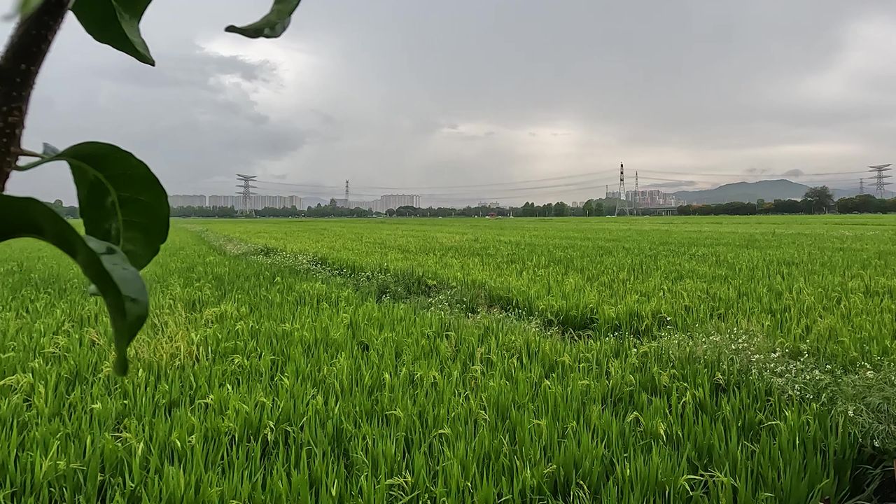 雨后的稻田