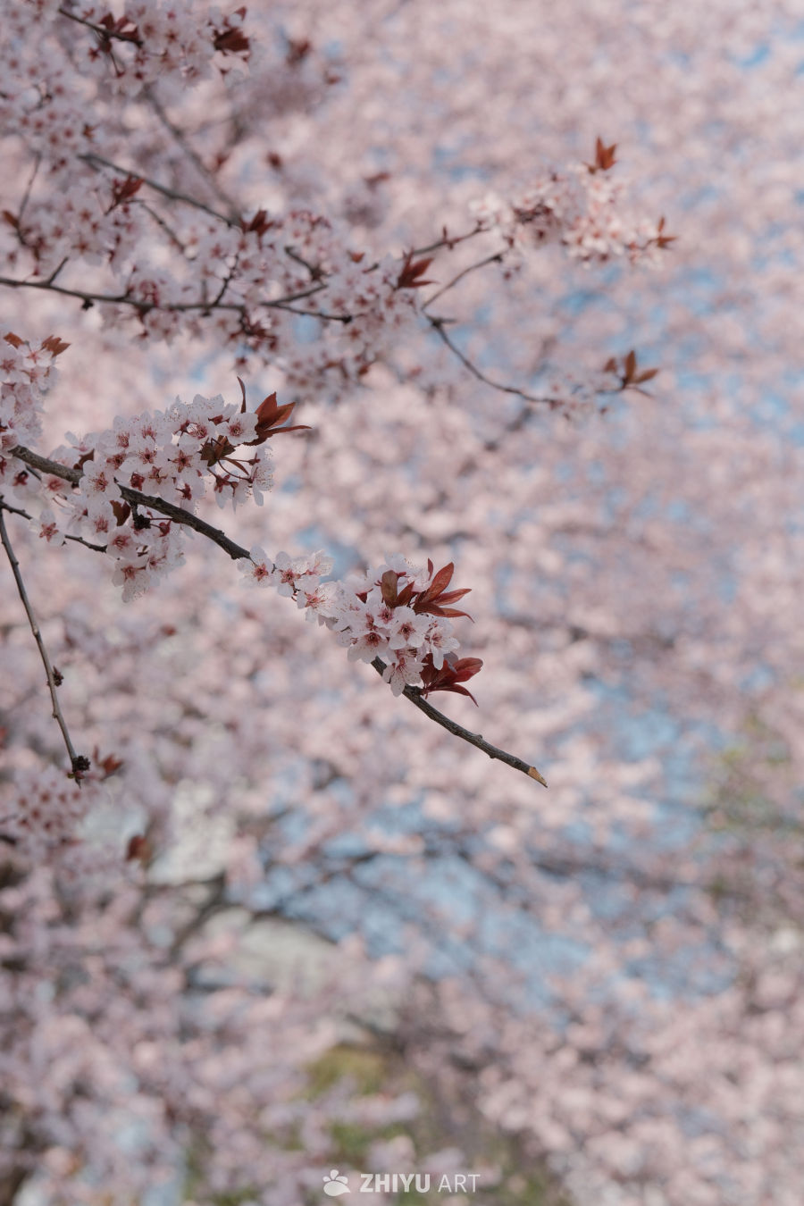 春与花 6