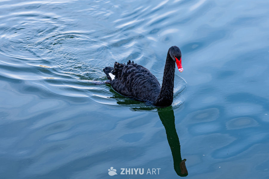 黑天鹅静游水面