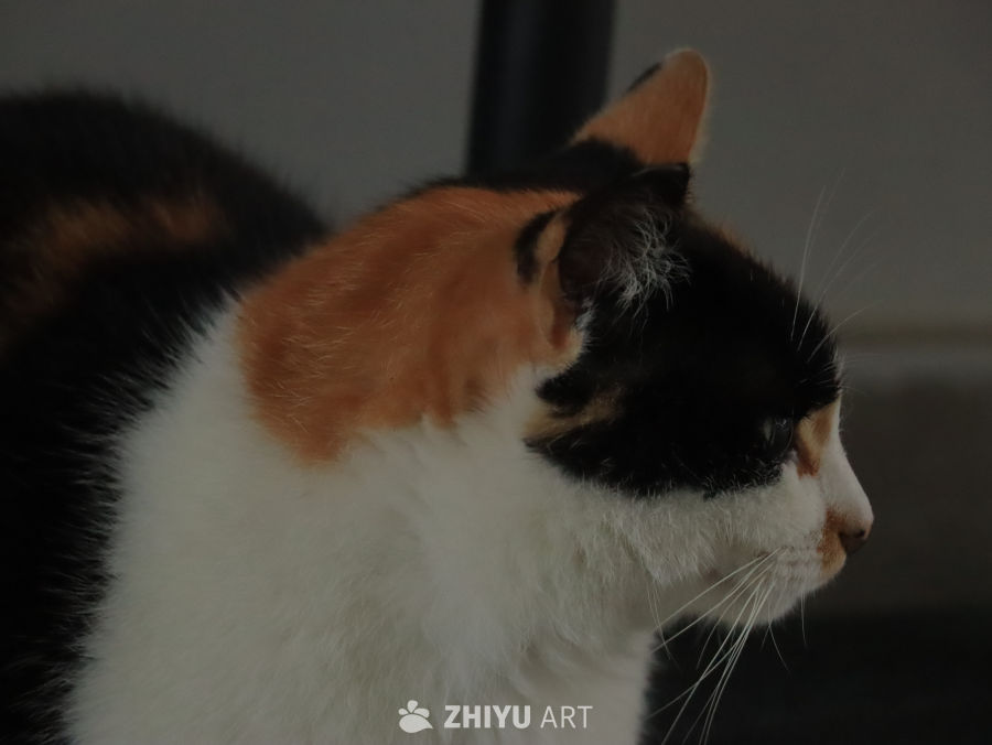 三色猫的侧脸特写