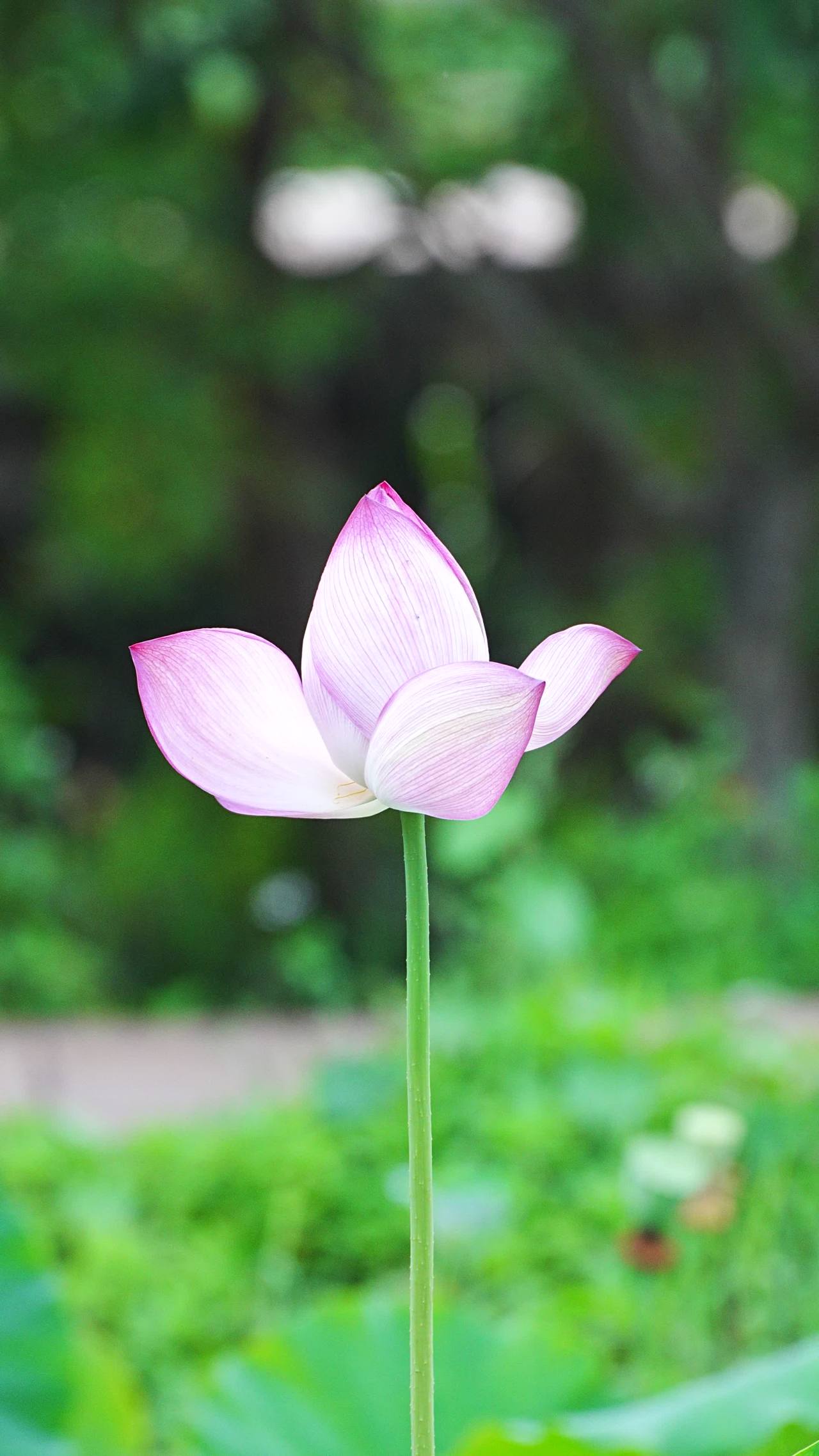 静谧的莲花
