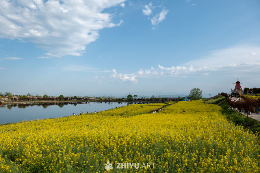 油菜花海 17