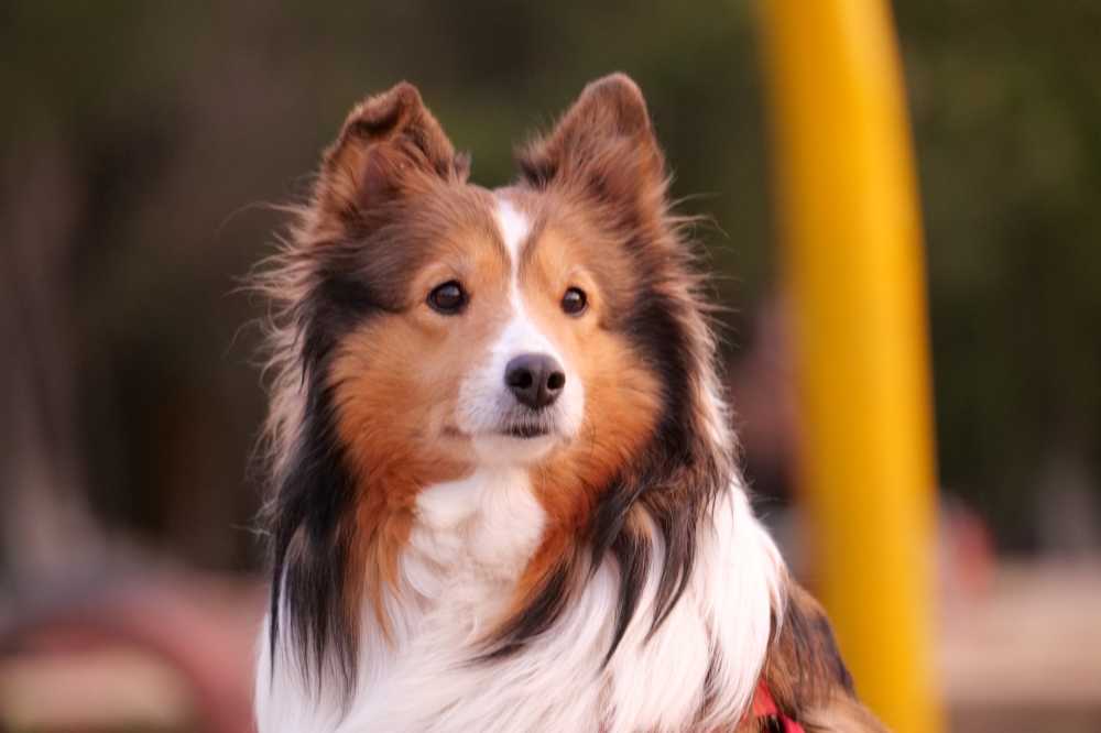 喜乐蒂牧羊犬