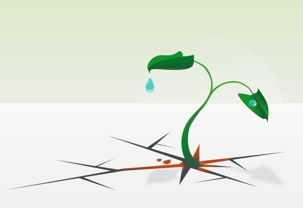电阻生存叶子植物绿色