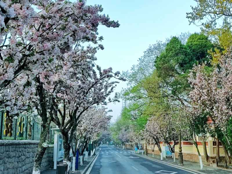 海棠花路