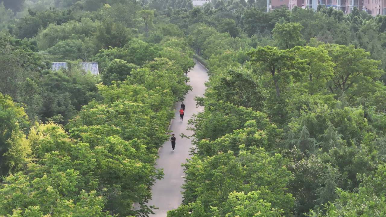 晨跑在绿意盎然的绿道上