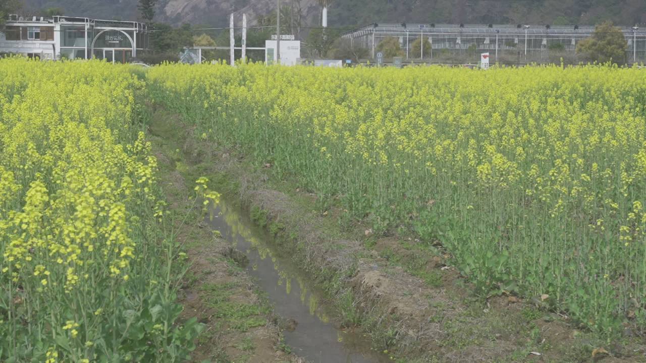 油菜花盛开 21