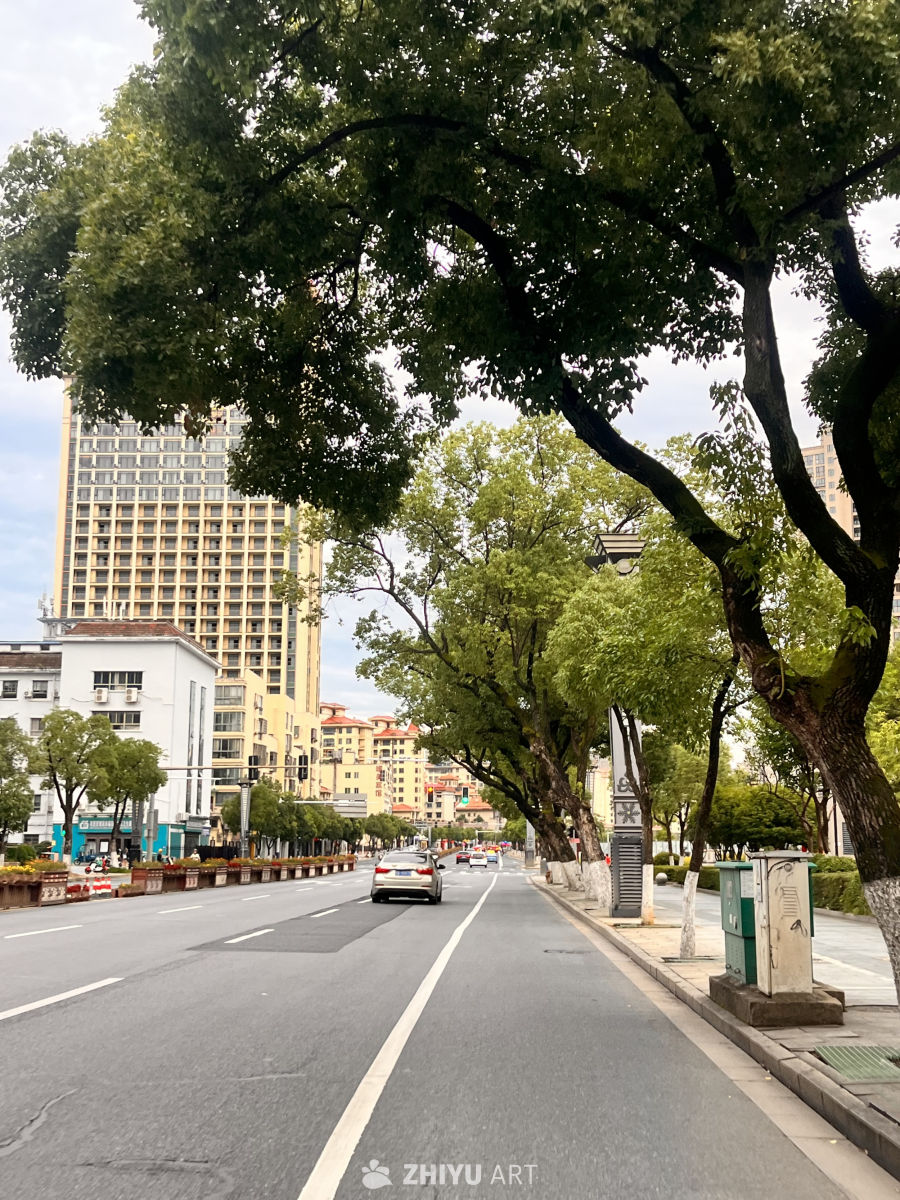 城市绿荫下的宁静街景